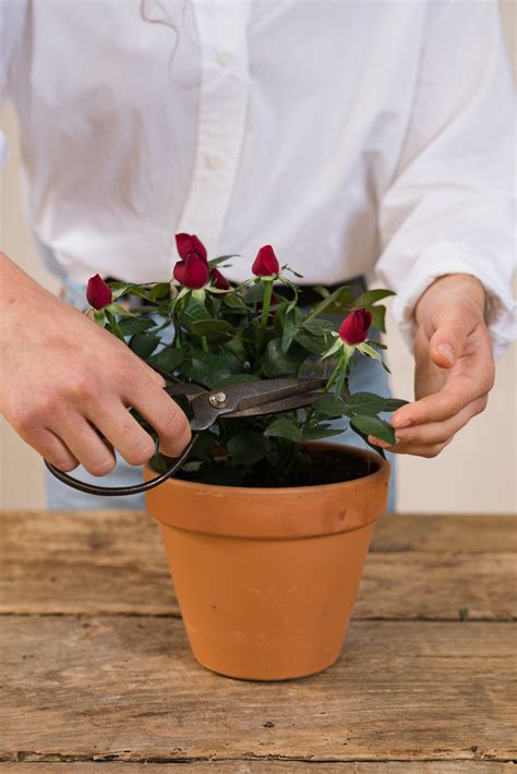 Guía De Cuidados De Las Rosas