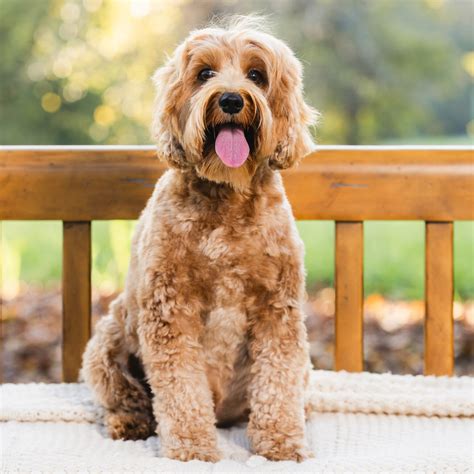 Puppies Arriving Soon - Sacto Labradoodles