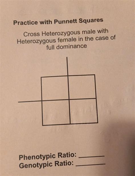Solved Practice with Punnett Squares Cross Heterozygous male | Chegg.com