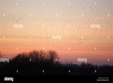 Starlings roosting at sunset Somerset starling levels sturnus vulgaris ...