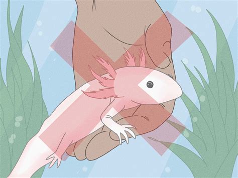 How to Care for an Axolotl: 10 Steps (with Pictures) - wikiHow