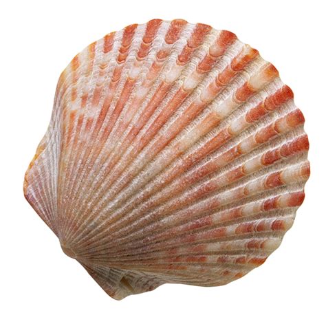 animales marinos genially