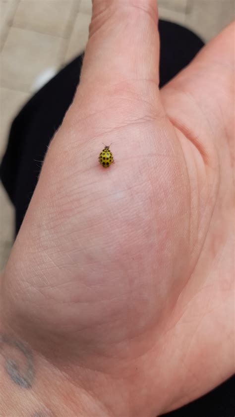 Harlequin ladybird. : r/insects