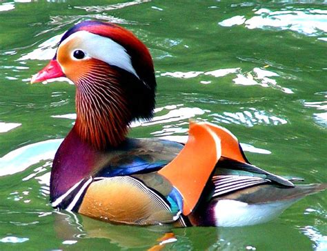 Mandarin Duck