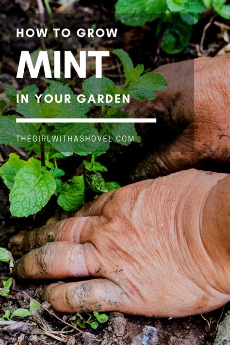 3 Keys to Outdoor Mint Plant Care | The Girl with a Shovel