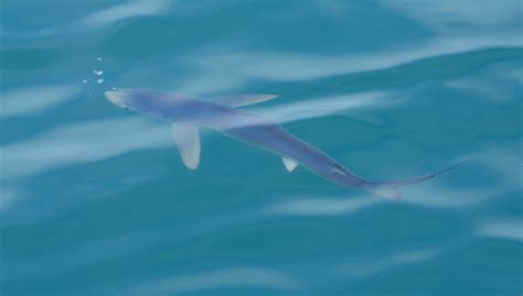 Sharks & Rays in British Waters | Wildlife Online