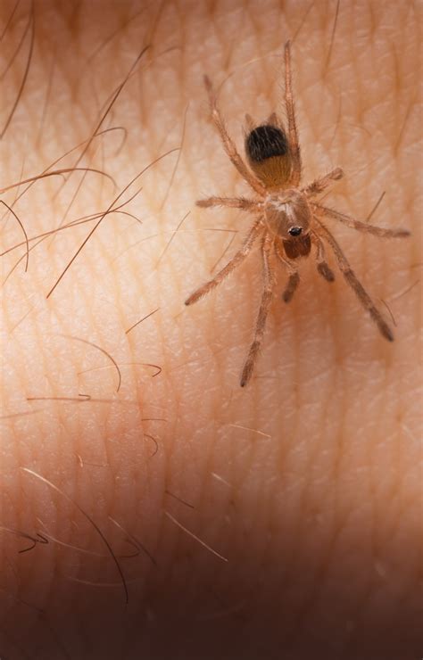 Poison Spiders Bites