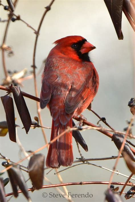 "Natural World" Through My Camera: Northern Cardinals