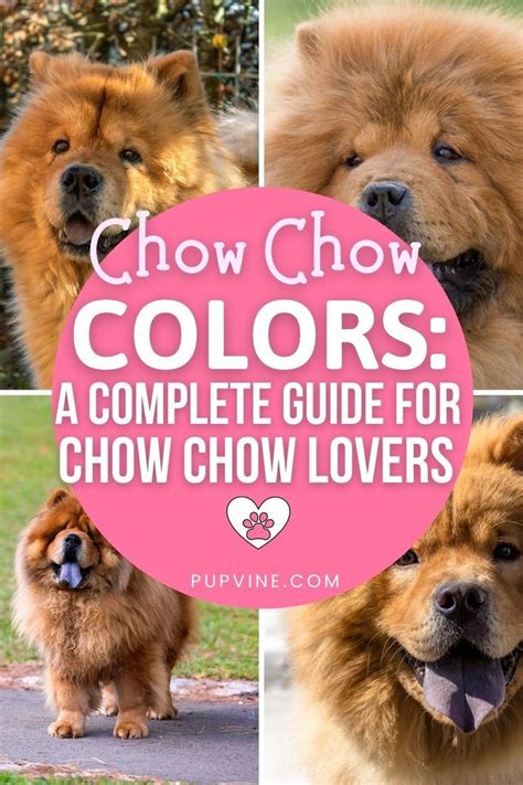 Chow Chow Colors A Complete Guide For Chow Chow lovers in 2022 | Chow chow, Chow chow dog puppy ...