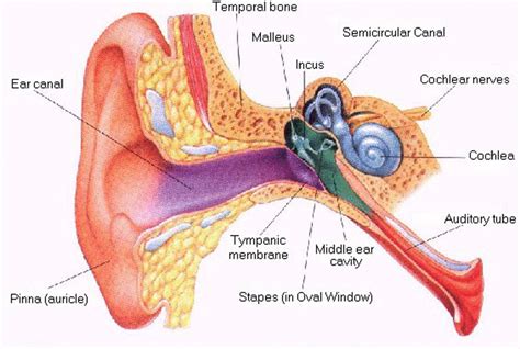 ear-diagram | The Personal Longevity Program