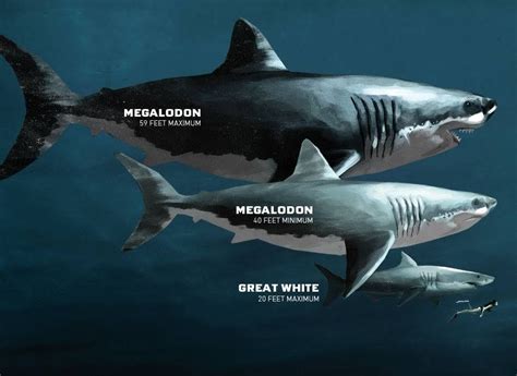 Redirecting | Megalodon, Megalodon shark, Types of sharks