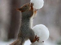 840 Dramatic Squirrels ideas in 2025 | cute squirrel, squirrel pictures ...
