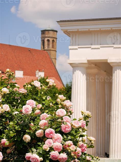 Varietal elite roses bloom in Rosengarten Volksgarten in Vienna. Pink