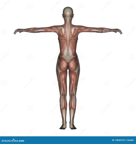 3D Render of a Female Skeleton and Muscles Stock Illustration ...