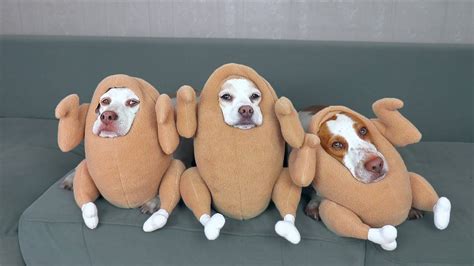 Funniest Dog Halloween Costumes Compilation: Funny Dogs Maymo, Potpie ...