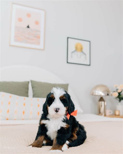 Rocky Road Doodles | Kenzie Rose + Baloo Mini/Medium Bernedoodle Litter