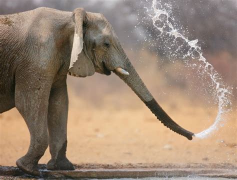 Elephant, African - Trunk - Fascinating Africa