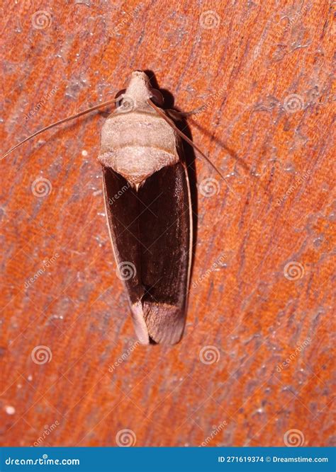A Owlet Moth or Cutworm or Armyworm Moth (family Noctuidae) Stock Photo
