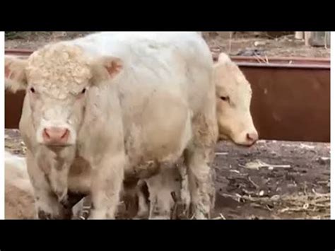 Племенные бычки аулиекольской породы , на продажу - YouTube