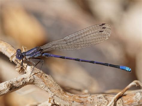 Variable Dancer News | Arizona Dragonflies
