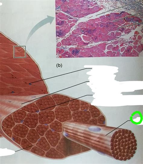 Structure of Skeletal Muscle Tissue Flashcards | Memorang