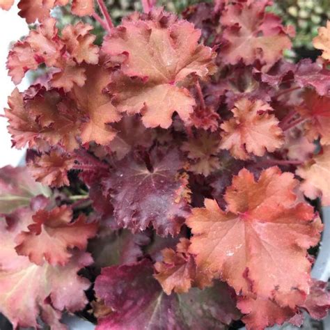 Heuchera 'Peach Crisp' - tűzgyöngyvirág | Florapont
