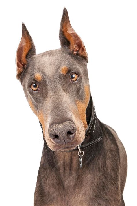 Premium Photo | Blue doberman pinscher dog closeup
