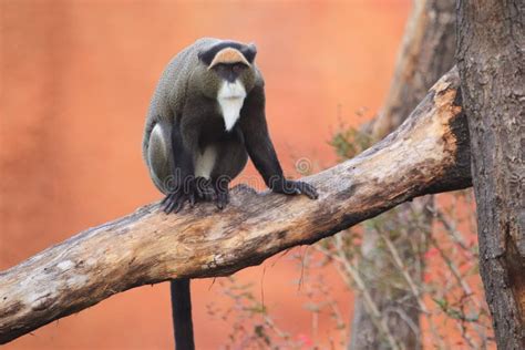 De Brazza monkey stock image. Image of neglectus, cercopithecus - 262489737