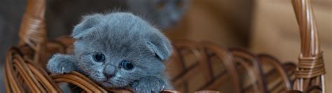 Russian Blue Kitten Wallpaper 4K, Cat, Brown Basket, Pet, Kawaii