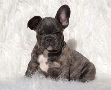 37 Teacup French Bulldog Blue Photos – Pets House