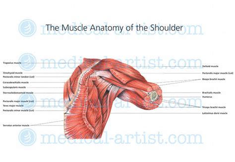 Shoulder Anatomy Illustrations | Healthy Shoulder Anatomy | Shoulder ...