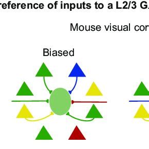 Model of GABAergic Tuning as a Reflection of Local Population Average ...
