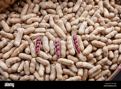 Mesoamerica farming peanut or groundnut arachis hypogaea hi-res stock ...