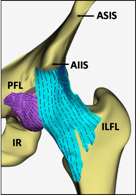 Anatomy – Marc Safran MD