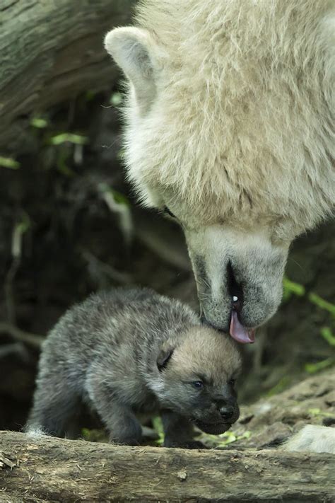 Arctic Wolf Cubs Can Howl With The Best of Them - ZooBorns