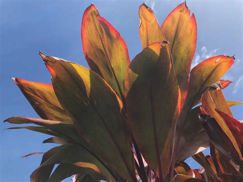 Participant Recognition - Hawai'i Learning Groups