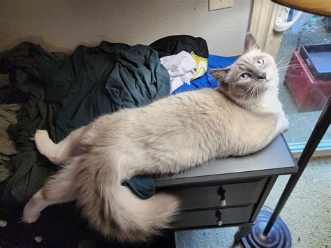 Ragdoll Kitty Galore!