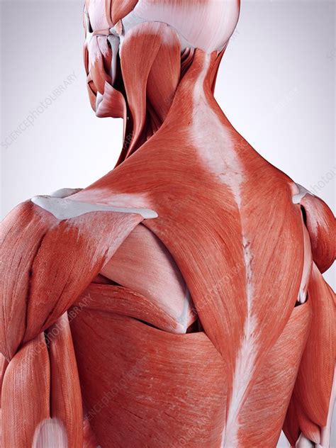 Upper Back Anatomy Muscles Of The Shoulder And Back Laminated Anatomy ...