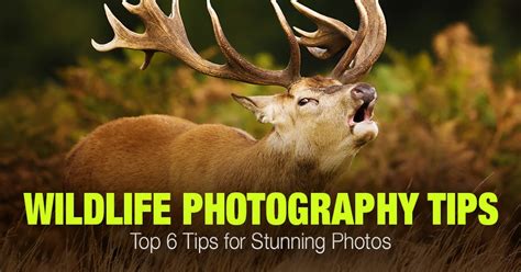 Top 6 Wildlife Photography Tips for Stunning Photos • PhotoTraces