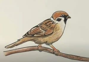 how to draw a sparrow bird