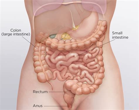 large intestine cancer tumor