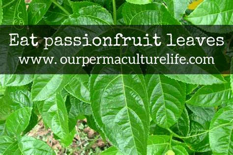 passionfruit leaves  edible   permaculture life