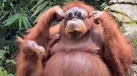 Orangutan Rocks Sunglasses Visitor Drops into Zoo Enclosure