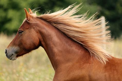 fascinating facts  horses  didnt  page  animal