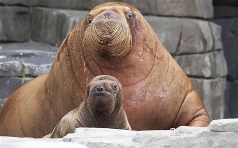 Baby Walrus: 6 Pictures and 8 Amazing Facts - A-Z Animals