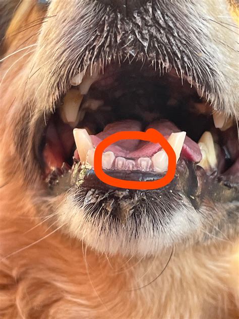 My Dog's Transparent Teeth : r/DogAdvice