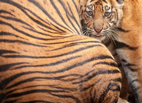 Our Animals - Mogo Wildlife Park
