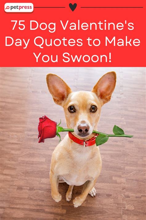 Canine Cupid: 75 Dog Valentine's Day Quotes to Make You Swoon! - PetPress