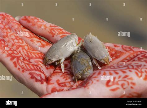 Insects sand hi-res stock photography and images - Alamy