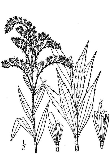 Canada Goldenrod --MIROFOSS--